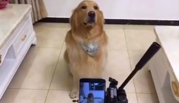 dog smiles for camera