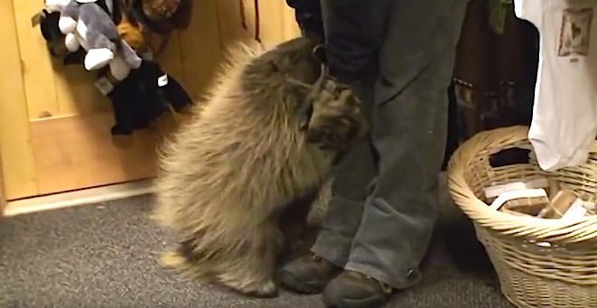 Snickers the porcupine
