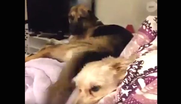 annoying tail wag