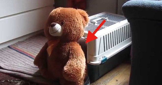 teddy bear and dachshund