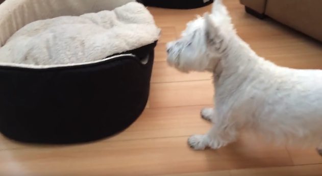 terrier bed