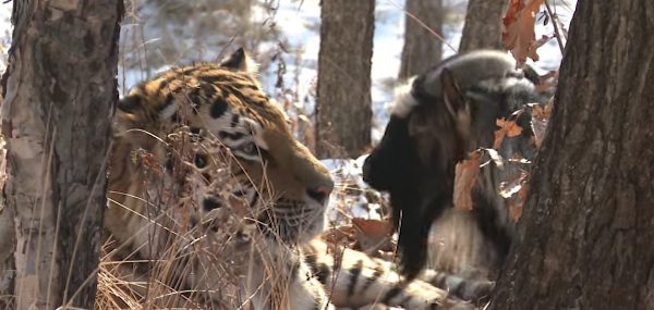 tiger-and-goat-1