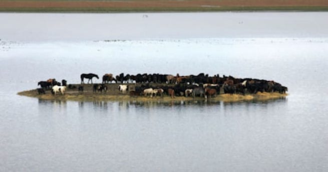 trapped horses rescued
