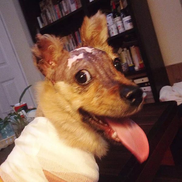 tuffy-4