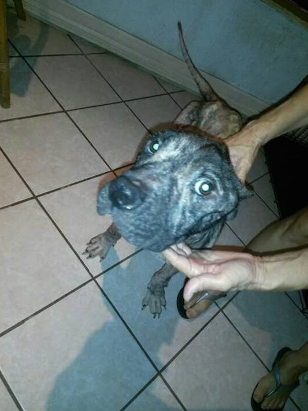 update-dog-2
