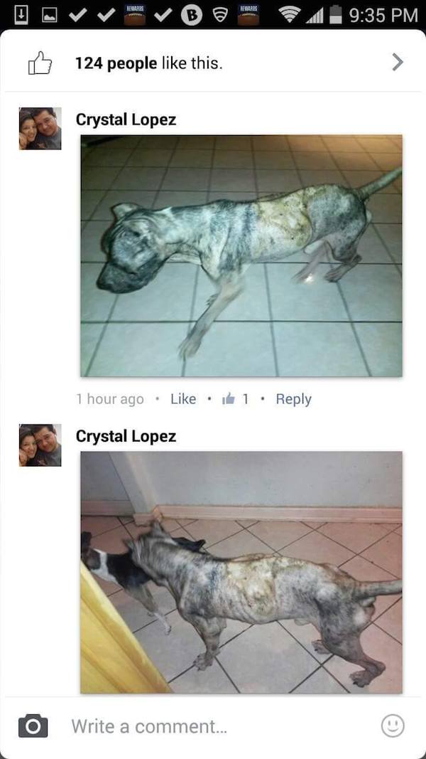 update-dog