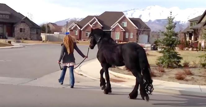 friesian horse on walk