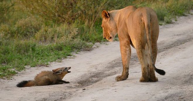 Lioness Spots A Helpless Fox And Protects Him From Male Lion