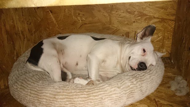 bed frame for dogs