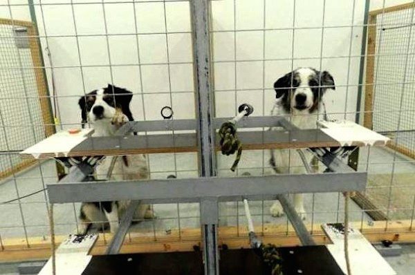 altruistic-dogs