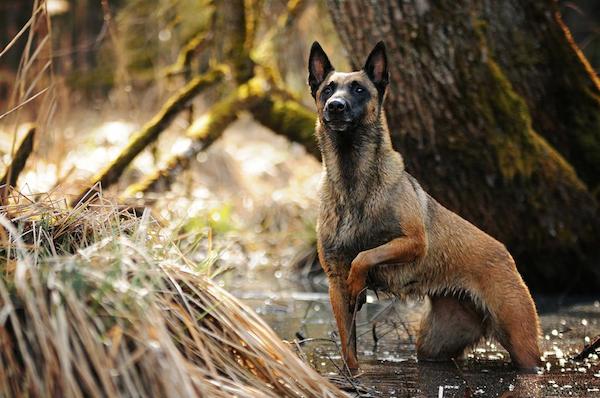 anne-geier-21-nala