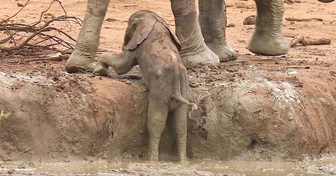 baby elephant in mud