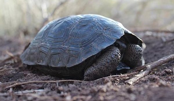 Baby Tortoises Born On Galapagos Island For The First Time In A Hundred Years