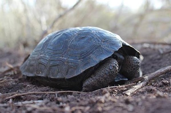 baby-tortoise