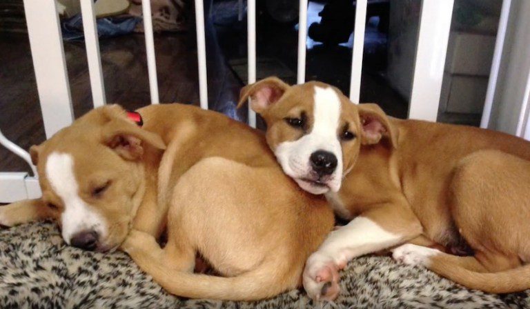 Two Puppy Brothers Left In Shelter Reunite After Four Months Thanks To Special Adoption