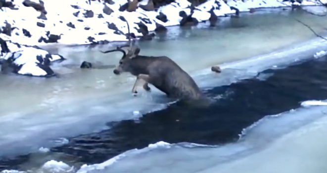 Buck Struggling To Get Out Of A Frozen River Rescued By Two Police Officers