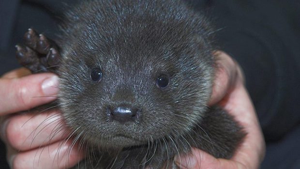 Baby Otter Found Crying On A Doorstep After He Loses Mom In Severe Weather