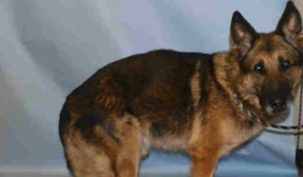 Police Dog Saved From Kill Shelter In The Last Minute Gets Retirement He Deserves