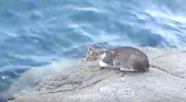 cat fishing