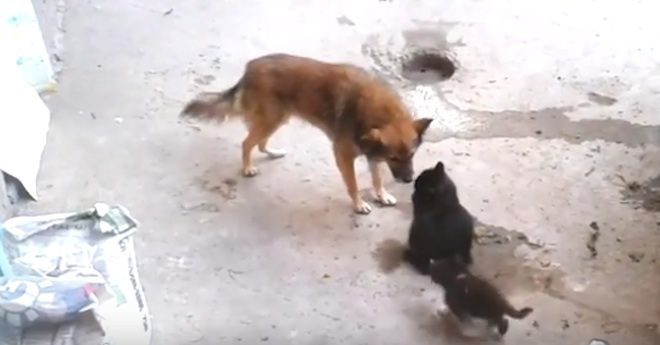 cat introduces kittens to dog