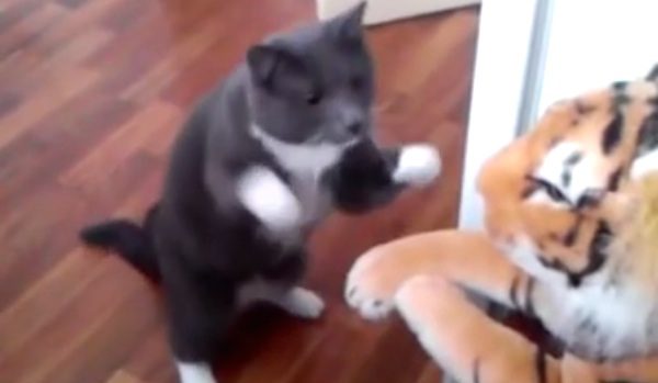 Cat Launches Epic Attack On Stuffed Toy Tiger