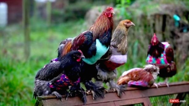 chickens wearing sweaters