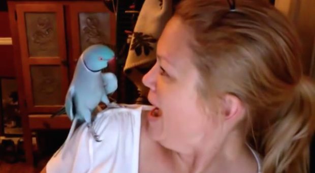 Cody the parrot