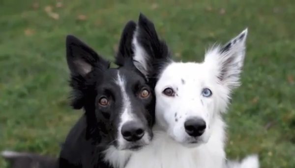 Border Collies Are Posing For Pictures Until One Does The Most Adorable Thing