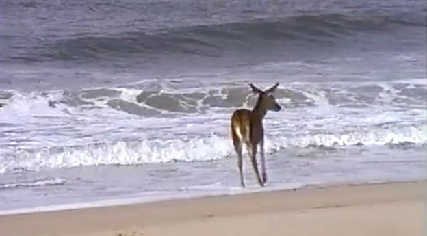 Young Wild Deer Playfully Explores The Sea’s Edge