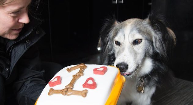 Cross-Eyed Dog Who Could Not Find A Home Celebrates His Adoption Anniversary