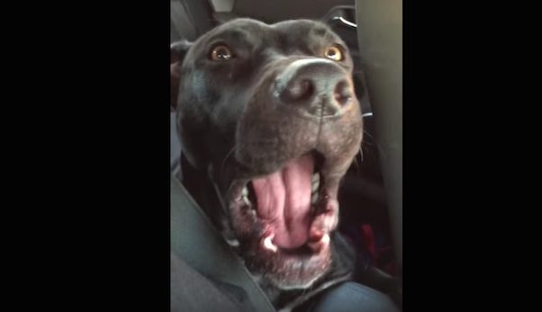 Funny Dog Loves To Sing To Adele’s “Hello”