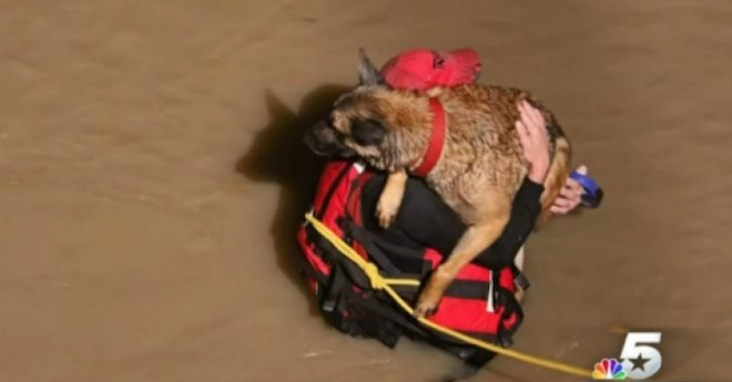 Grateful Dog Kisses Firefighter Who Saved Him From Flood
