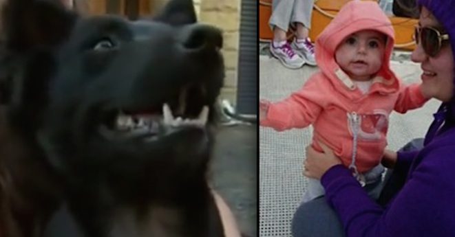 Family Dog Keeps Toddler Safe In Overnight Ordeal