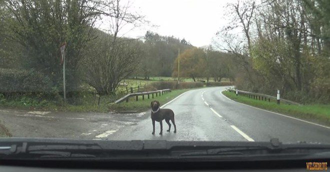 Man Could Have Driven By The Lost Dog On The Road But Chooses To Help Instead