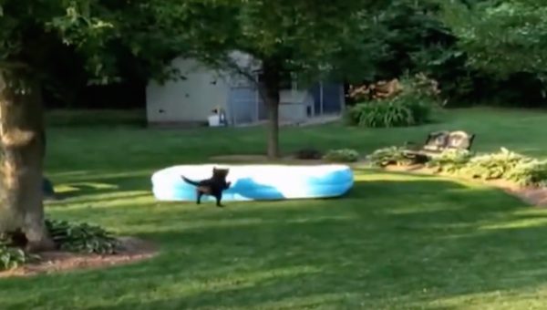 Dog Hilariously Runs Around With Pool On His Head