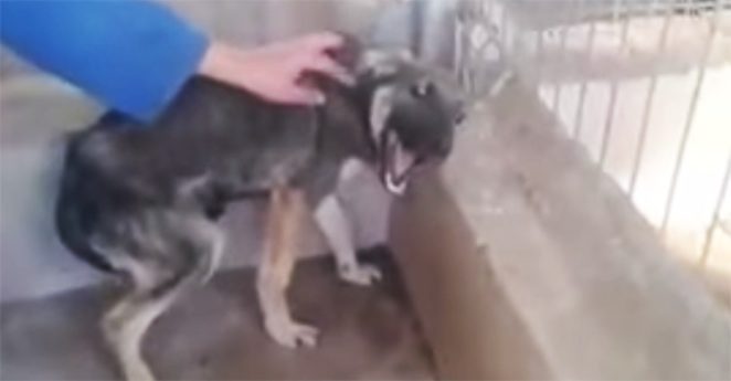 Abused Dog’s Reaction To Loving Touch Is Absolutely Heartbreaking