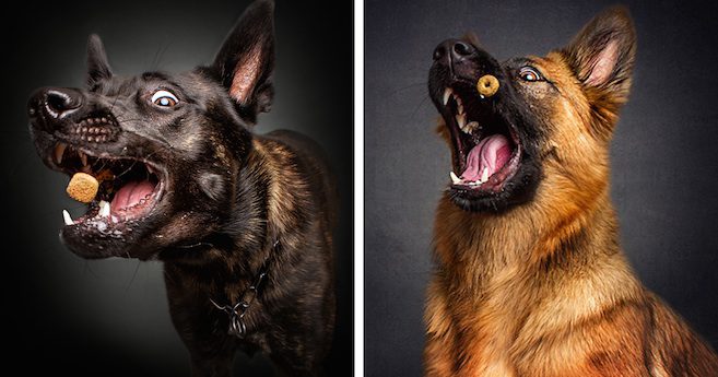Photos Capture Goofy Dogs As They Try To Catch Treats