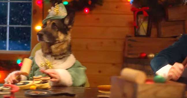 Adorable Dog Elves Make Toys In Santa’s Workshop