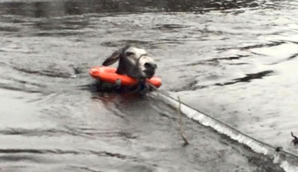 Drowning Donkey Breaks Into Happy Grin As Soon As Rescuers Pull Him From Flooded River