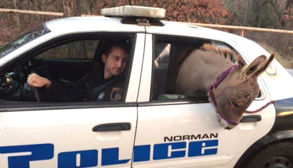 Cop Helps Runaway Donkey Get To Safety In His Squad Car