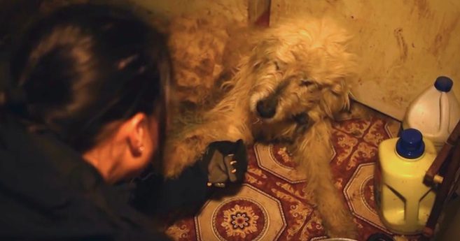 rescue dog lifts paw