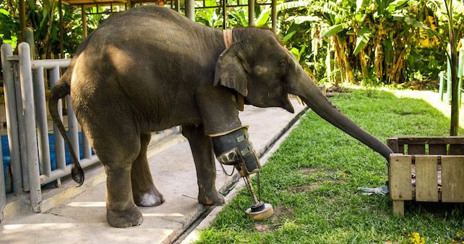 Elephant Who Lost A Leg In An Explosion Triumphantly Walks Again With A Prosthetic