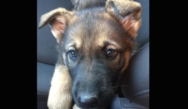 Man Hears Tiny Yelps Coming From A Trash Bag, That’s When He Meets His New Best Friend