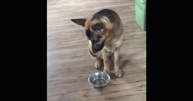 German Shepherd Just Ate But How He Asks For More Food Is Hilarious