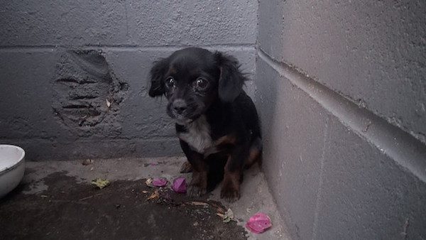 Terrified Puppy Living Behind Dumpster Is Looking For A Home For The Holidays