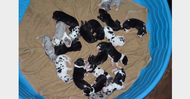great dane puppies