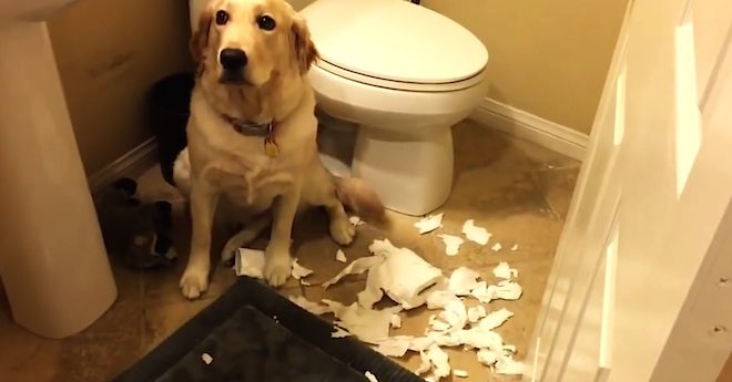 Adorable Dogs Act Cute When Caught Being Naughty