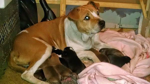 harley-pups-2