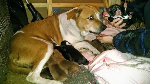harley-pups-5