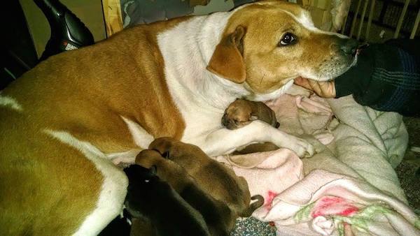 Heartless Family Moves Away And Abandons Their Pregnant Dog In The Backyard
